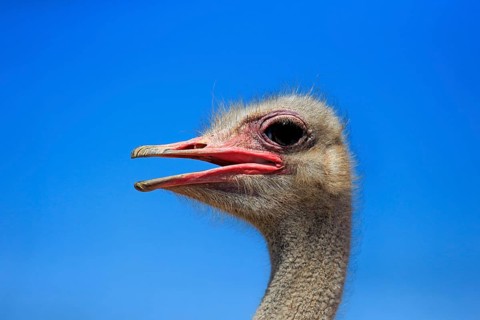 Southern Ostrich (Struthio camelus australis)
