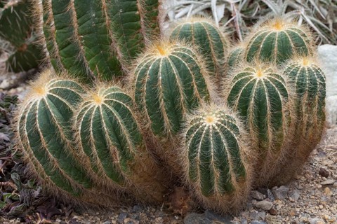 Cacti (Parodia magnifica