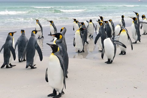 King Penguins (Aptenodytes patagonicus)