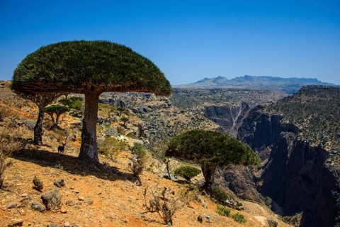 Socotra Dragon Tree or Dragon Blood Tree (Dracaena cinnabari) in front of a canyon