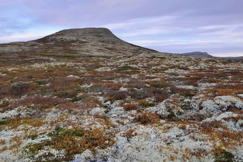 Reindeer Lichen (Cladonia rangiferina)