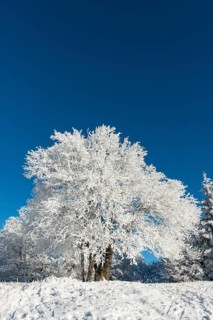 Snowy tree