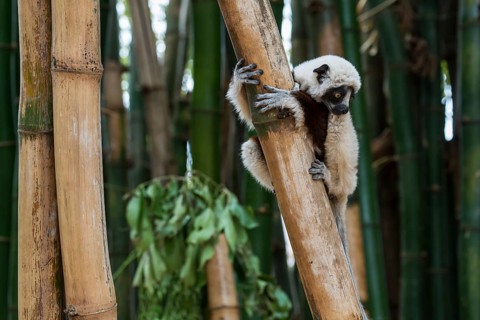 Coquerel's sifaka (Propithecus coquereli)