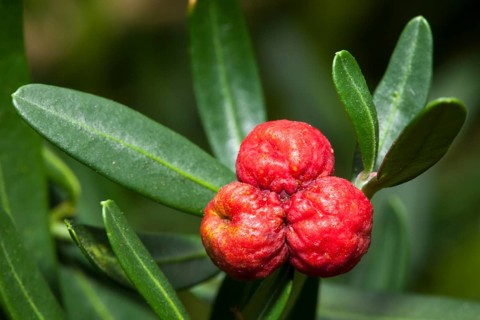Spurge Olive (Cneorum tricoccon) native to South Africa