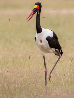 Saddle-billed Stork (Ephippiorhynchus senegalensis)