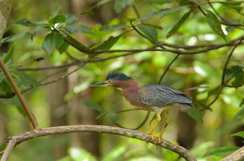 Green Heron (Butorides virescens) perched on a branch