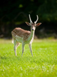 Fallow Deer (Dama dama)