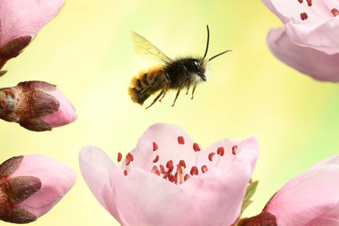Hornfaced bee (Osmia cornuta)