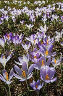 Crocuses (Crocus)