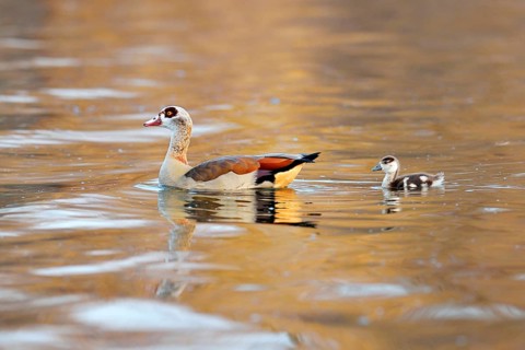 Egyptian goose (Alopochen aegyptiacus) with chicks