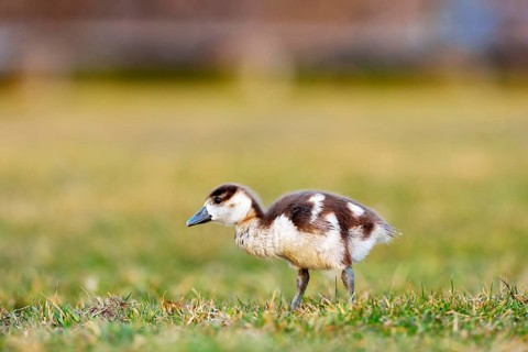 Egyptian goose (Alopochen aegyptiacus) chick