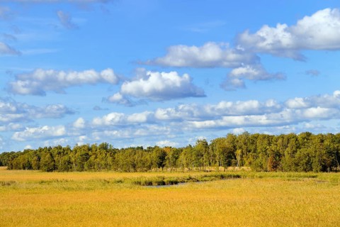 Wetlands of the Binnenmuritz inland lake