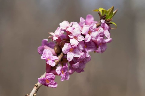 February daphne (Daphne mezereum)