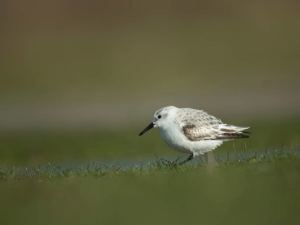 Sanderling (Calidris alba)