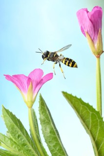 Grave wasp (Ectemnius cavifrons) in flight at the flower of Epilobium hirsutum (Epilobium hirsutum)