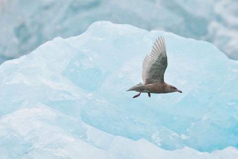 Glaucous Gull (Larus hyperboreus)
