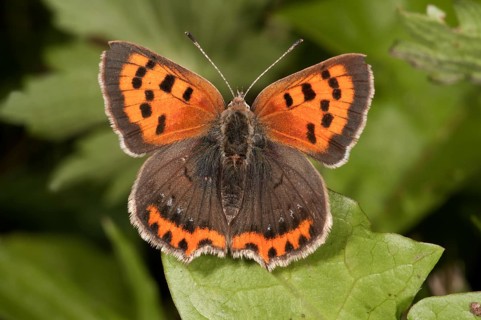 Small Copper (Lycaena phlaeas)