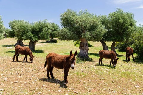 Donkeys of the Martina Franca breed