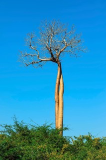 Twisted Baobab trees (Adansonia grandidieri)
