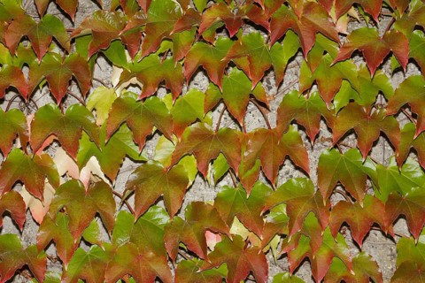 Japanese Creeper (Parthenocissus tricuspidata) on a wall