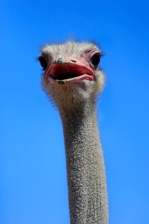 Southern Ostrich (Struthio camelus australis)