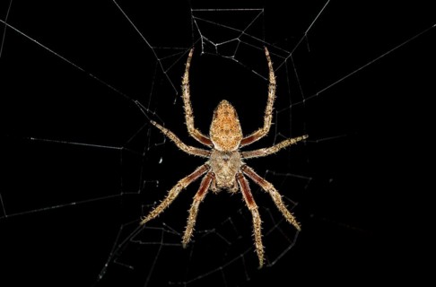 Hentz's orbweaverr (Neoscona crucifera)