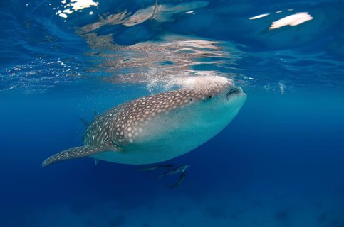 Whale shark (Rhincodon typus) Boholsee