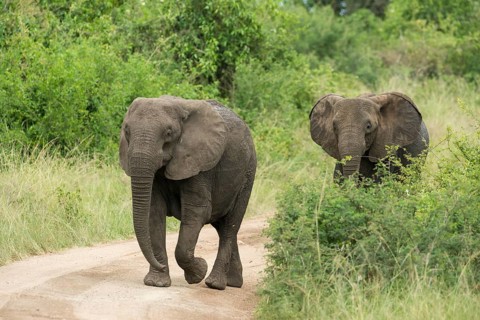 African Elephants (Loxodonta africana) walking along a track