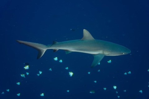 Grey Reef Shark (Carcharhinus amblyrhynchos)