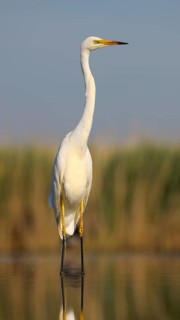 Great Egret (Ardea alba)