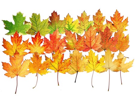 Autumn leaves