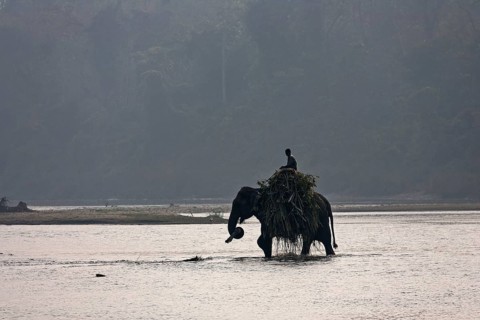 A mahout crosses the East Rapti River with his elephant at Sauraha