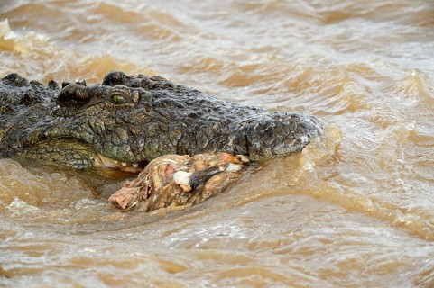 Nile Crocodile (Crocodylus niloticus) in the Mara River with remnants of a carcass in its mouth
