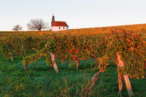 Autumnal vineyards