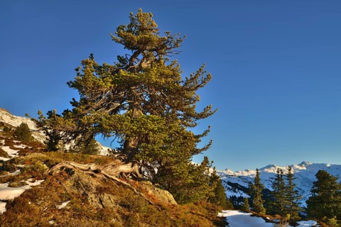 Stone pine (Pinus cembra)