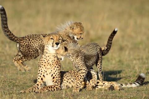 Cheetah (Acinonyx jubatus)
