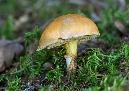 Greville's Bolete (Suillus grevillei)