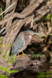 Striated heron (Butorides striata)