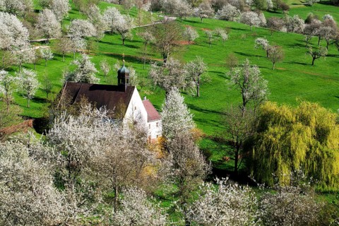 Cherry blossom