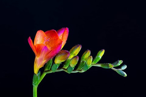 Red Freesia (Freesia) with water drops