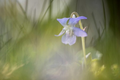 Heath dog-violet (Viola canina)