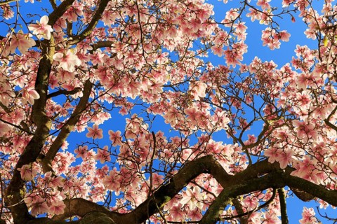 Blossoming magnolia tree