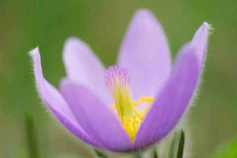 Greater Pasque Flower (Pulsatilla grandis