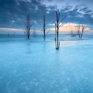 Frozen Lake Geiseltal with dead trees in winter