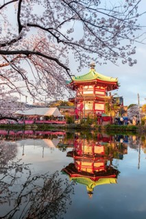 Cherry Blossoms at Shinobazu Pond