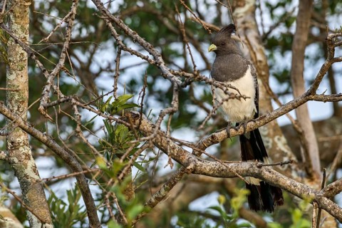 White-bellied go-away-bird (Corythaixoides leucogaster)