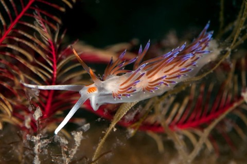 Cratena slug (Cratena peregrina)