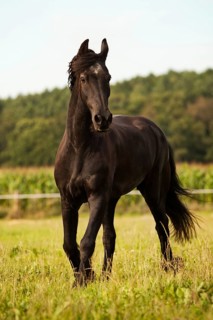 Friesian horse