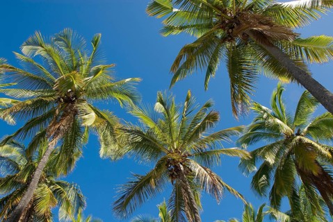 Palm grove