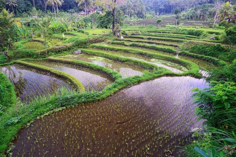 Rice paddies and rice terraces